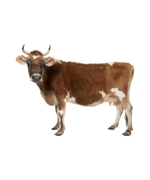 Sahiwal Cow - Ruby